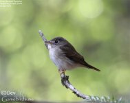 Flycatcher,Brown_breasted_001.jpg