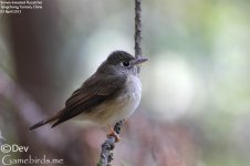 Flycatcher,Brown_breasted_002.jpg