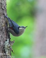 Nuthatch,Chestnut_vented_002.jpg