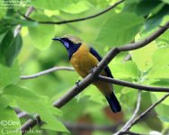 Leafbird,Orange_bellied_001.jpg