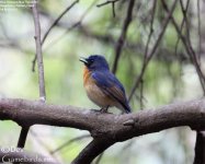 Flycatcher,Blue_throated_001.jpg