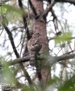 goshawk,crested_003.jpg