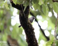 Accentor,Maroon_backed_001.jpg