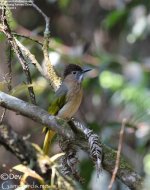 bulbul,mountain_006.jpg