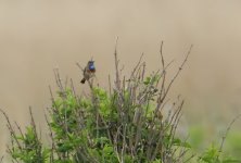 bluethroat 1_filtered.jpg