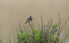 bluethroat 2_filtered.jpg