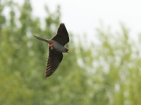 Red-footed Falcon 2262.jpg