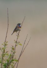 bluethroat 6_filtered.jpg