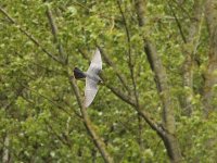 Red-footed Falcon 2237.jpg