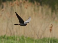 Red-footed Falcon 2174.jpg