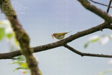 warbler,-emei-leaf001.jpg