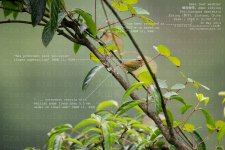 warbler,-emei-leaf002.jpg