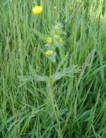 Yellow Rattle Coney Meadow.jpg