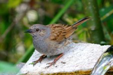 dunnock.jpg