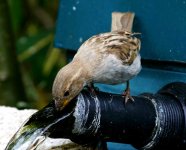 female-sparrow.jpg