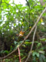 DSCN4063 Large Woodland Spider.jpg