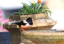 rosy starling 3.jpg