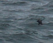 Arctic Skua_Girdle Ness_180513a.jpg