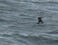 Arctic Skua_Girdle Ness_180513b.jpg