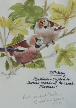 hawfinches (561x800).jpg