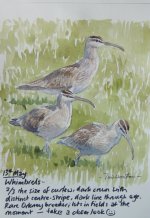 whimbrels (552x800).jpg