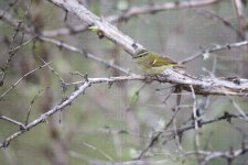 warbler,-hume-leaf002.jpg