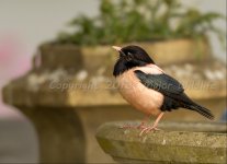 Rose-coloured-Starling..jpg