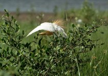 cattle egret breed feed DB 80-400zm V2 DSC_6573_edited-1.jpg