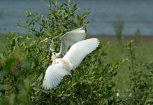 cattle egret breed feed DB 80-400zm V2 DSC_6583_edited-2.jpg