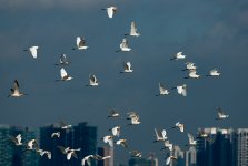 cattle egrets breed flight DB 80-400zm D800_N8D5070_edited-1.jpg