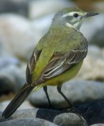 Yellow Wagtail 2.jpg