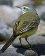 Yellow Wagtail 3.jpg