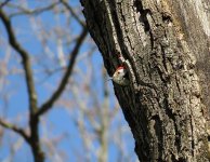 middle-spotted-woodpecker.jpg