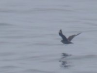 Great Skua_Girdle Ness_190513c.jpg