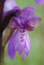 Green Winged Orchid close-up [Anacamptis morio -Pilch Field BBOWT Reserv, Bucks-19 May 2013.JPG