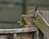 Nesting-dunnock-2-small.jpg