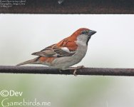 Sparrow,Russet_001.jpg