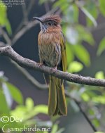 bulbul,mountain_010.jpg