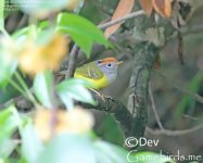 Warbler,Chestnut_crowned_001.jpg