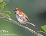 Sparrow,Russet_005.jpg