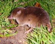 Common Shrew.jpg