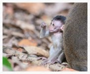 Macaque%20Baby%20Monkey%20%231%2C%20Kinabatangan%2C%20July%202013_web-X2.jpg