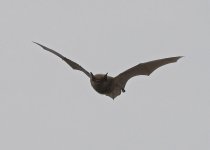 Bat-(species-unknown).jpg