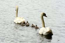 Swans 1 s.jpg