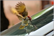 0605_Bennet_Woodpecker_shadow_boxing.jpg