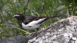 japanesewagtail.jpg