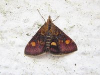 Pyrausta aurata.jpg