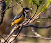 eastern spinebill V2 80-400mm DSC_6980_edited-2.jpg