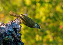 lewin's honeyeater D800 _N8D5768_edited-2.jpg