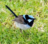 superb fairy wren male V2 80-400mm DSC_7145_edited-2.jpg